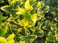 Golden Euonymus / Euonymus japonicus 